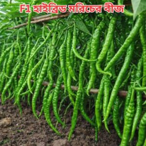 লম্বা জাপানি মরিচ 2 প্যাকেট 400 টাকা