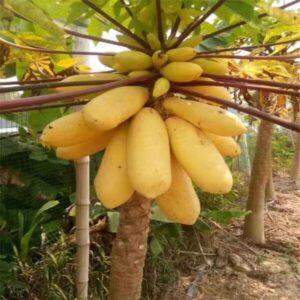 1 Packet Golden Pape Seeds Price 390